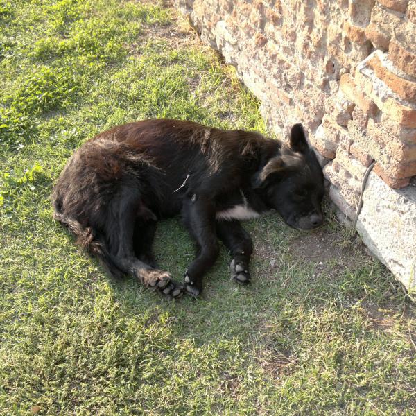 Cave canem(Cuidado com o cão)Cachorro nativo de Pompei Scavi