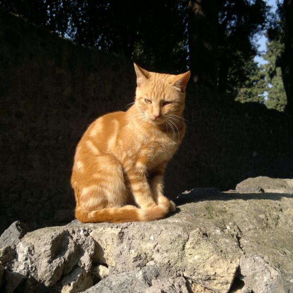 Gatos do gengibre - nativo de Pompei Scavi - Itália