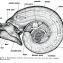 Biomphalaria